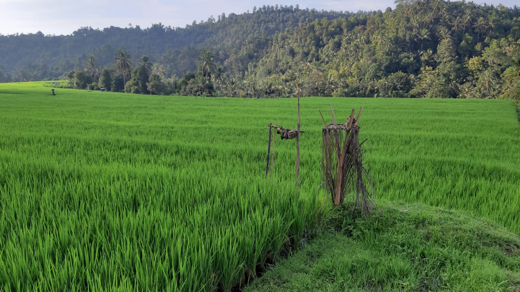 Land 12000 sqm in Great Location Singaraja Raya Subuk Bali