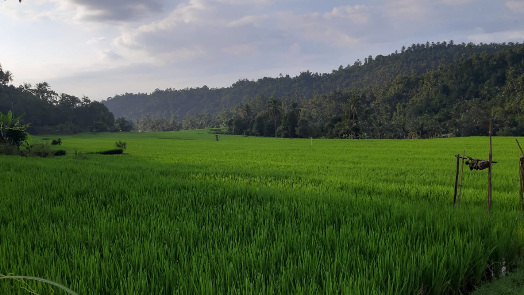 Land 12000 sqm in Great Location Singaraja Raya Subuk Bali