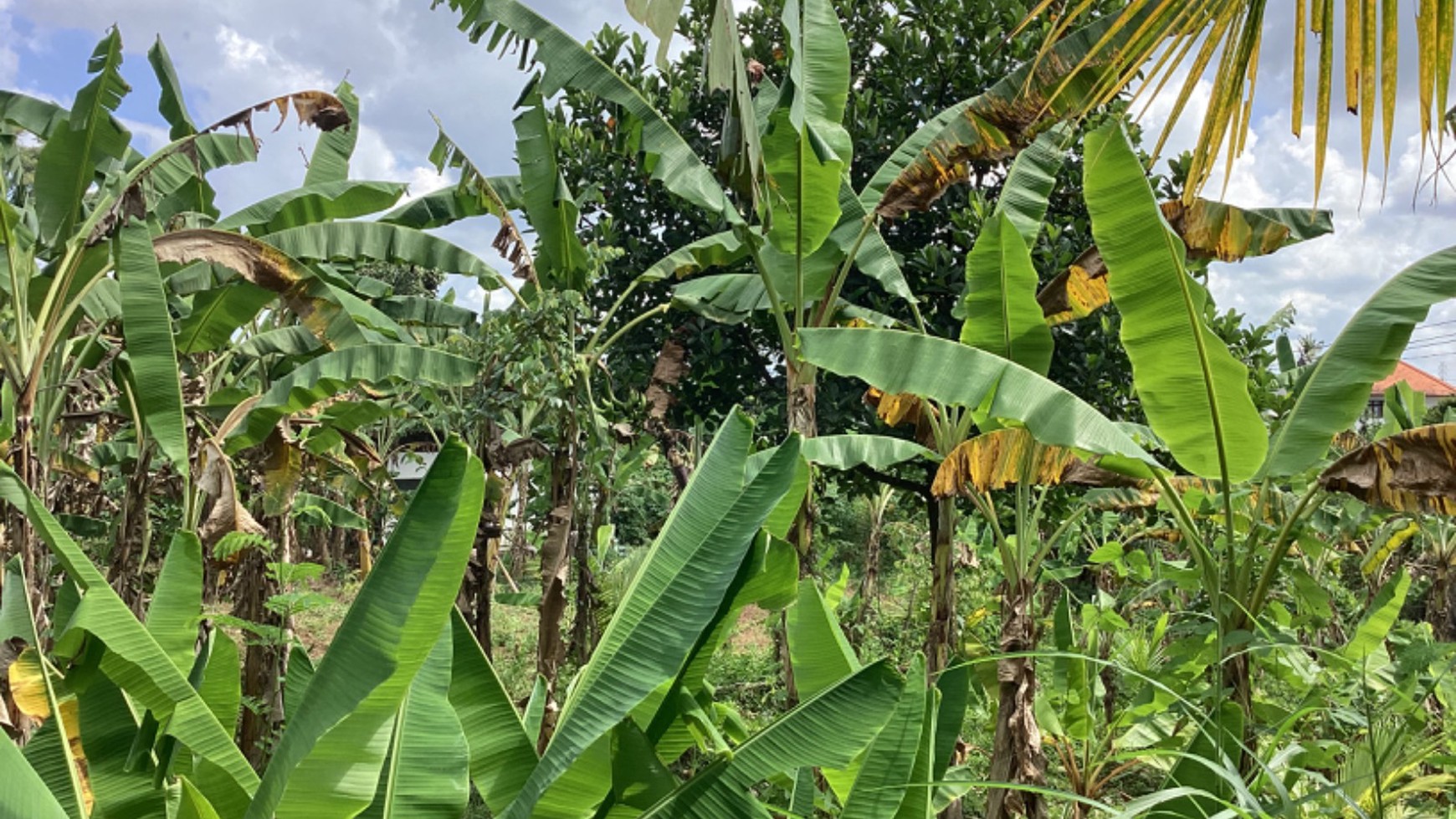 Land Leasehold In Great Location Kaba Kaba Bali