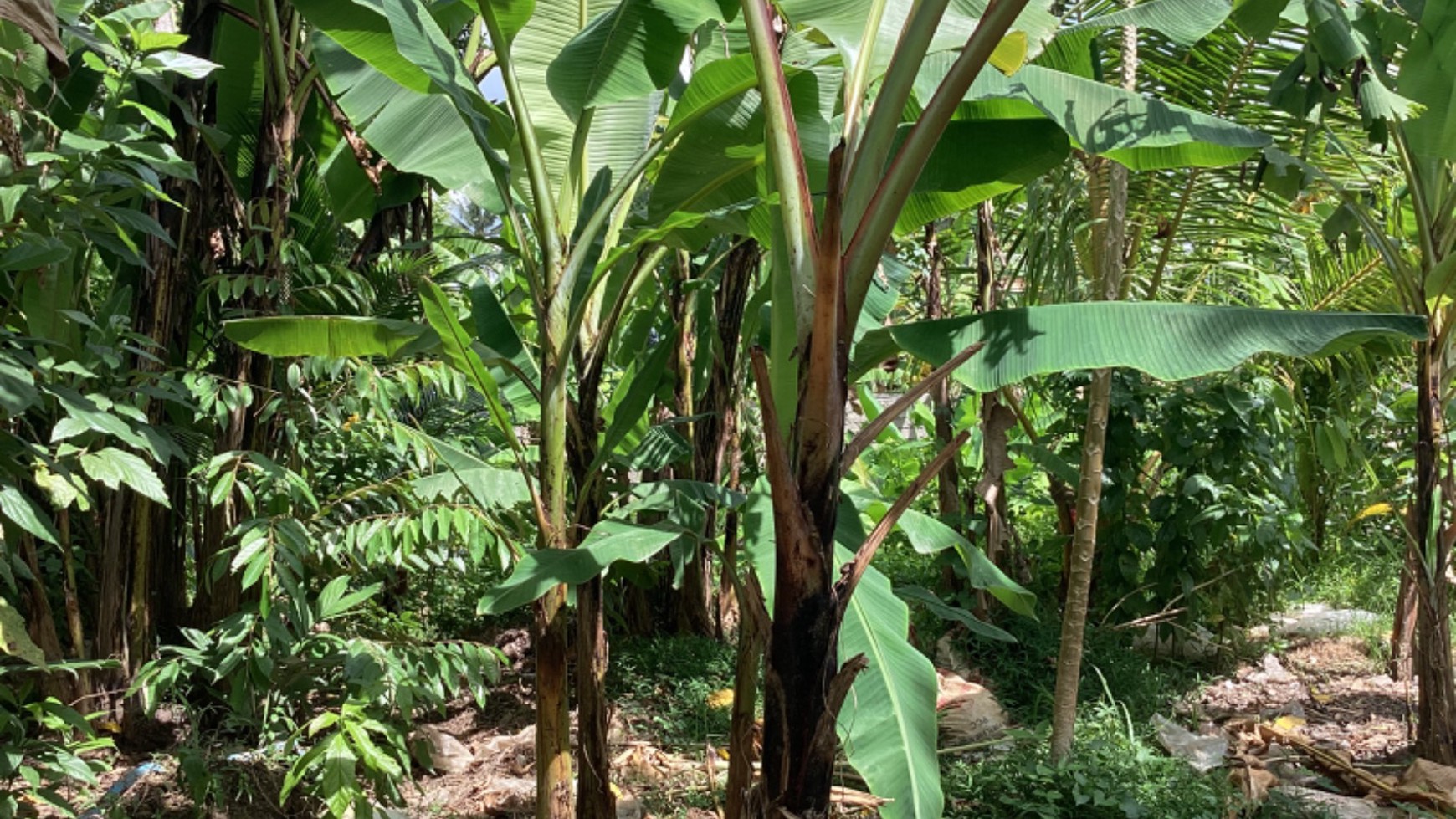 Land Leasehold In Great Location Kaba Kaba Bali