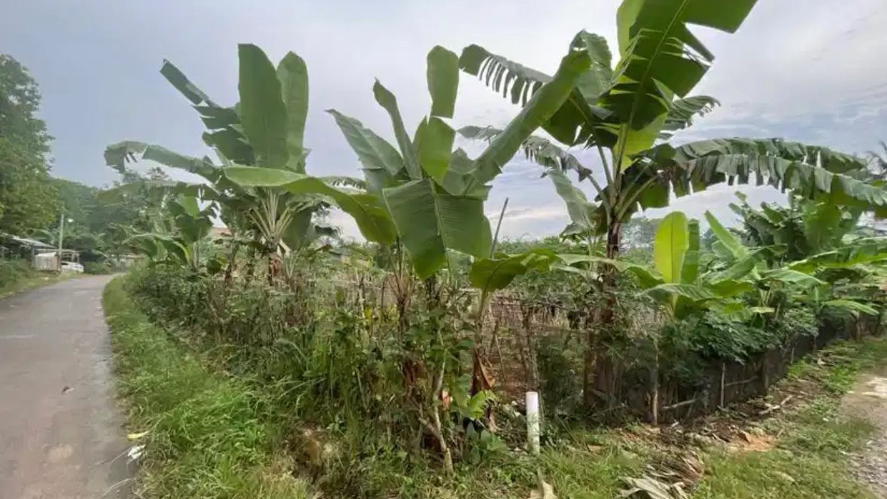 Tanah kosong di Way Laga Desa Wala Laga Sukabimi Bandarlampung