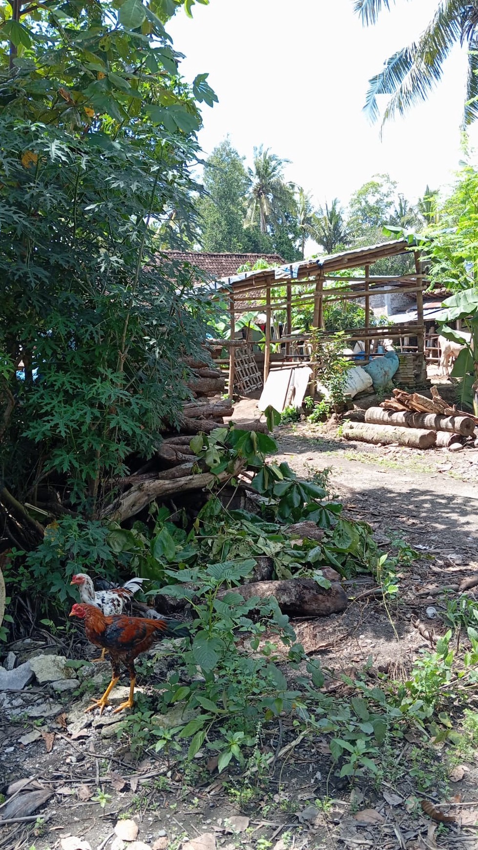 Tanah Pekarangan 851 Meter Persegi Dengan Lingkungan Asri Diwijirejo Pandak Bantul