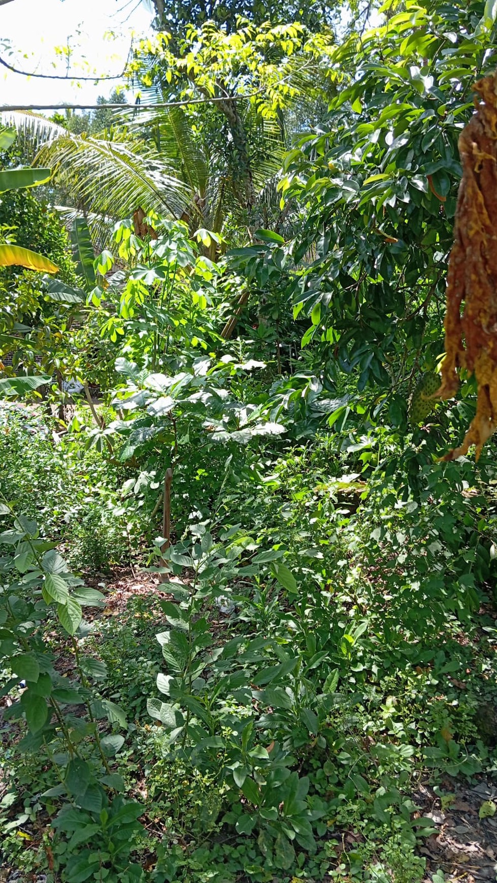 Tanah Pekarangan 851 Meter Persegi Dengan Lingkungan Asri Diwijirejo Pandak Bantul