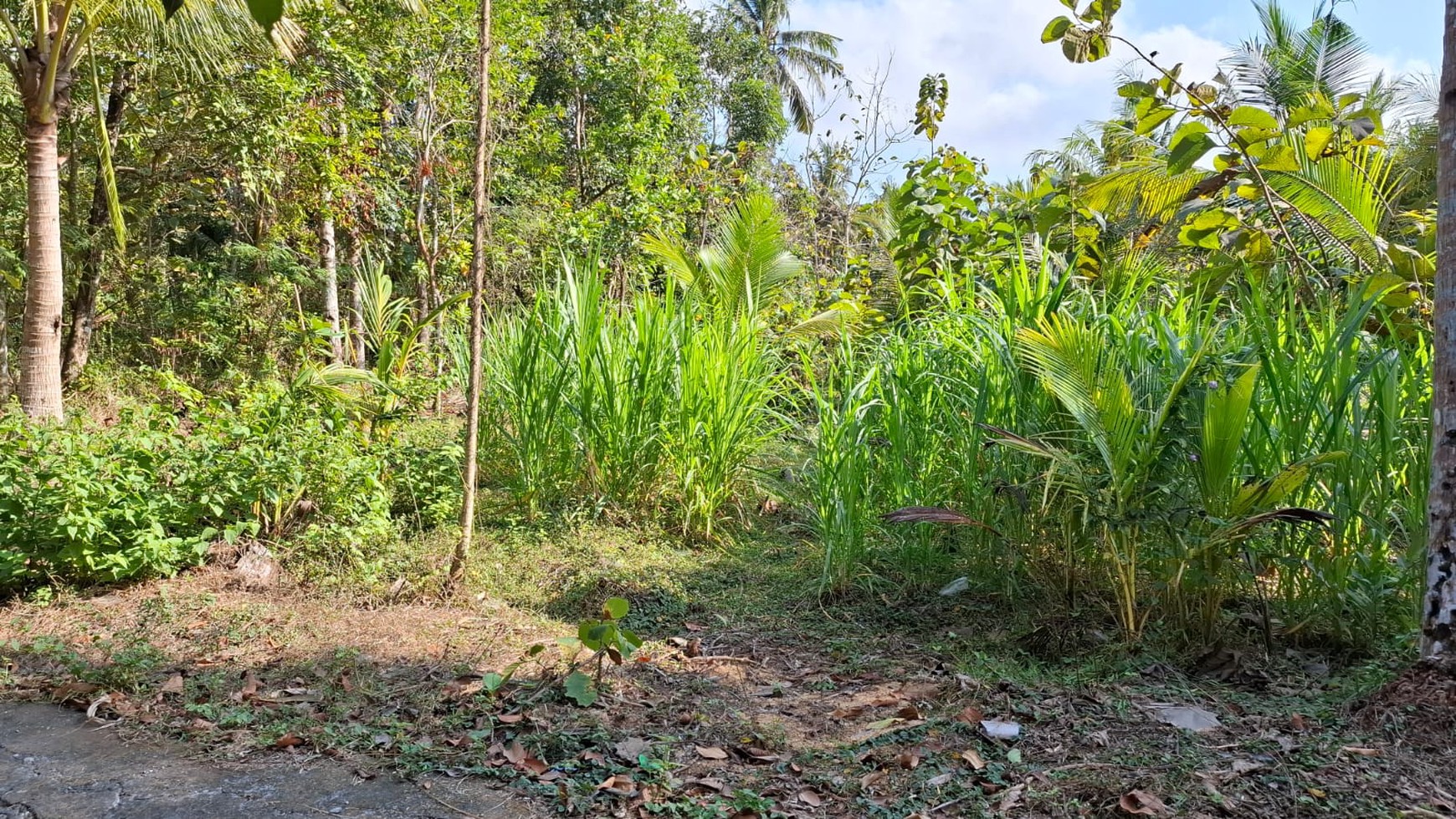 Tanah luas 2491 Meter Persegi Lokasi Daerah Wates Kulon Progo 