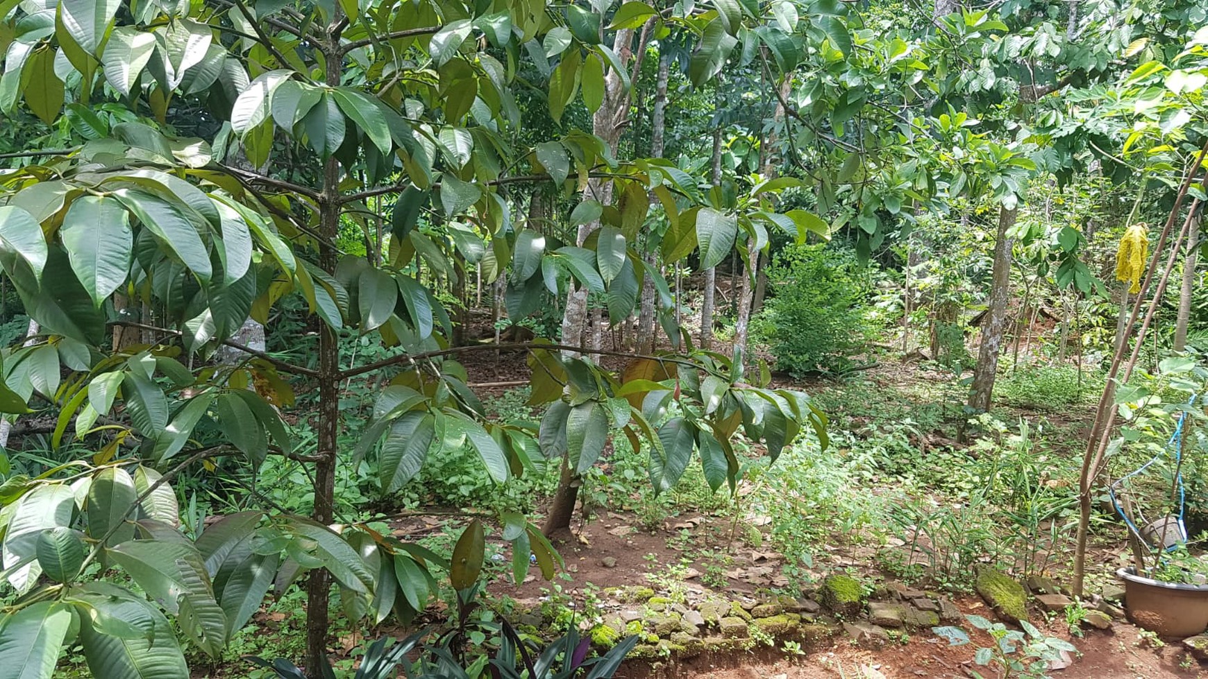 Tanah & Bangunan Cocok Untuk Usaha Lokasi Dekat Heha View Jalan Wonosari Km 18 Patuk Gunungkidul