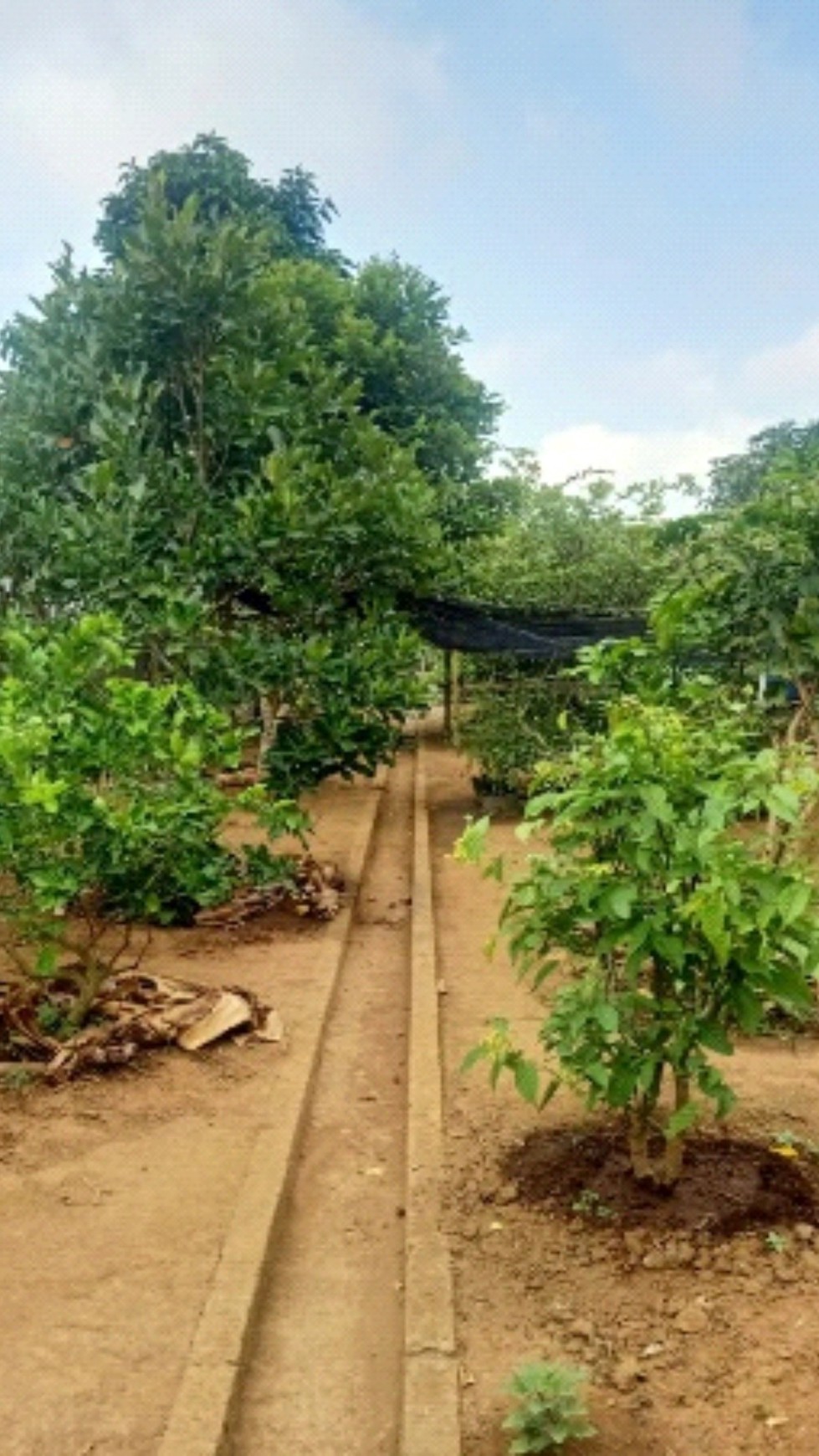 Tanah Bonus Rumah & Ruang Usaha Lokasi Strategis di Desa Ngentak Purworejo