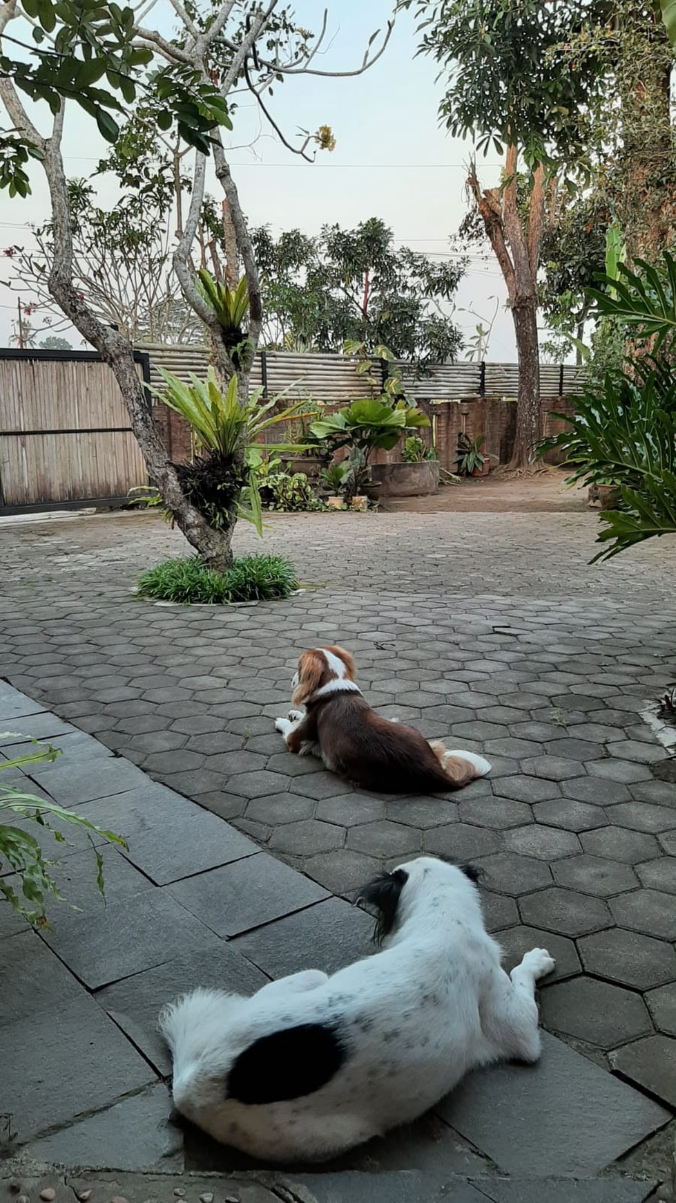 Rumah Bagus Di  Jl Sekolah Mataram Dusun Jambon Trihanggo Yogya