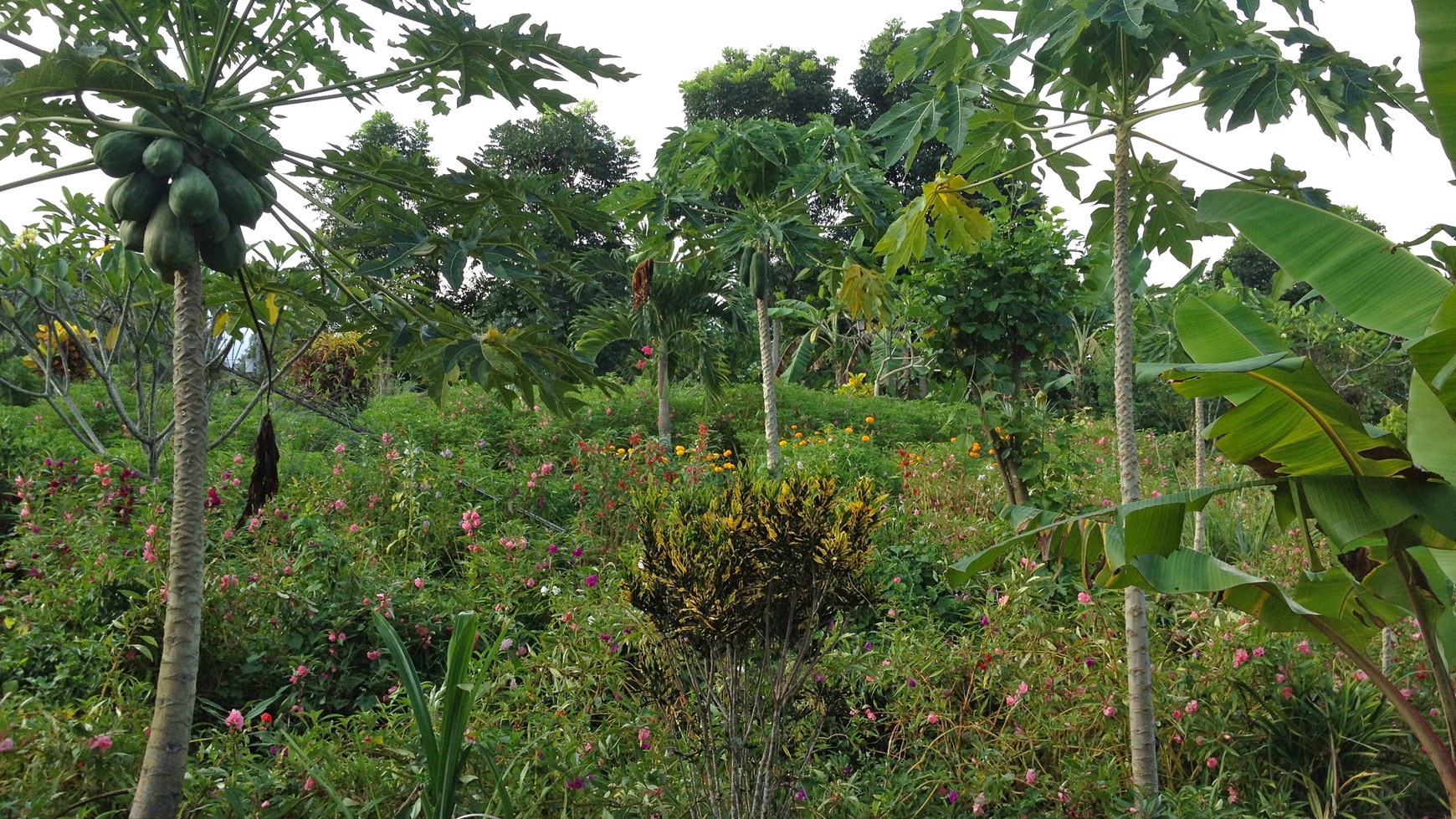 Angkah Gardens Rice Field View 4650 sqm 15 Minute Driver To Soka Beach Tabanan Bali