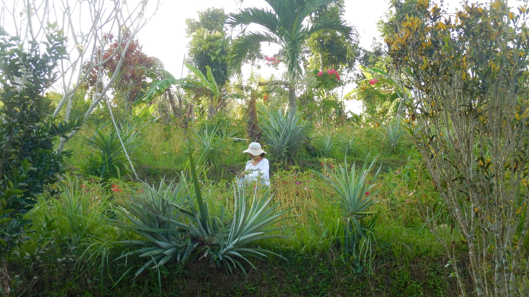 Angkah Gardens Rice Field View 4650 sqm 15 Minute Driver To Soka Beach Tabanan Bali