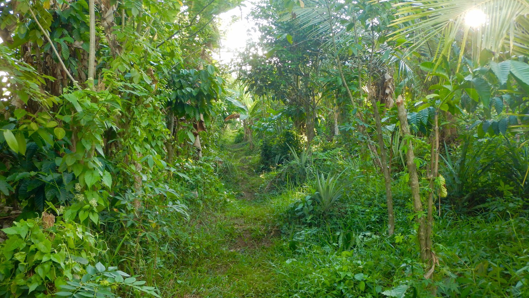 Angkah Gardens Rice Field View 4650 sqm 15 Minute Driver To Soka Beach Tabanan Bali