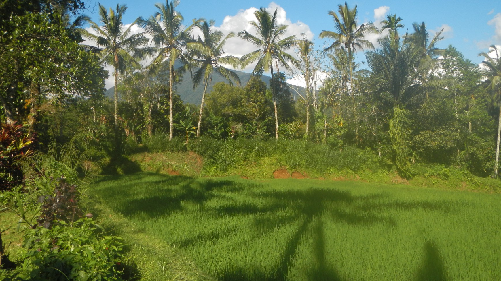 Absolute Natural Set 7450 Sqm Freehold Land in Sanda Tabanan Bali