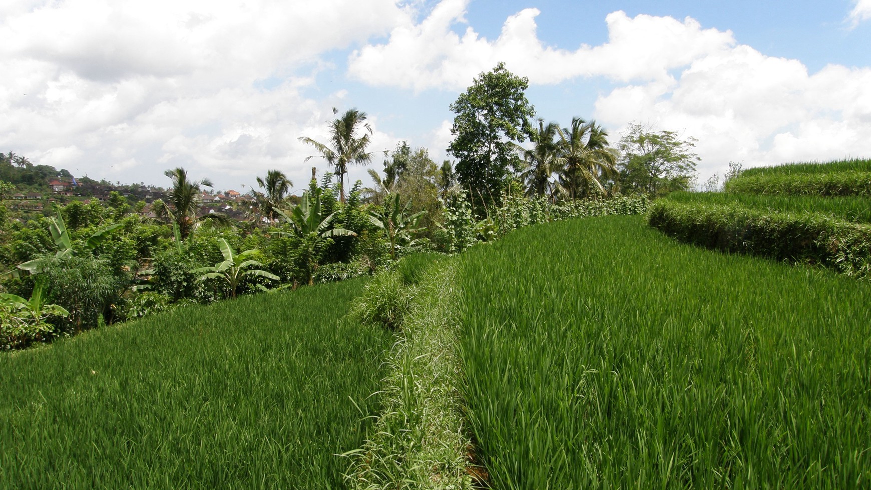 Absolute Natural Set 7450 Sqm Freehold Land in Sanda Tabanan Bali