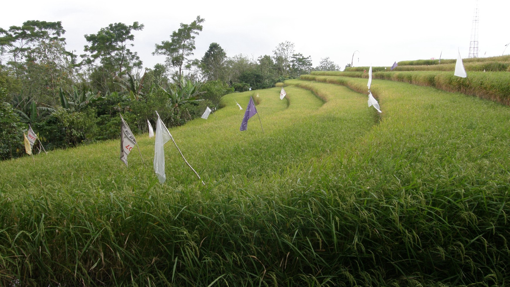 Absolute Natural Set 7450 Sqm Freehold Land in Sanda Tabanan Bali