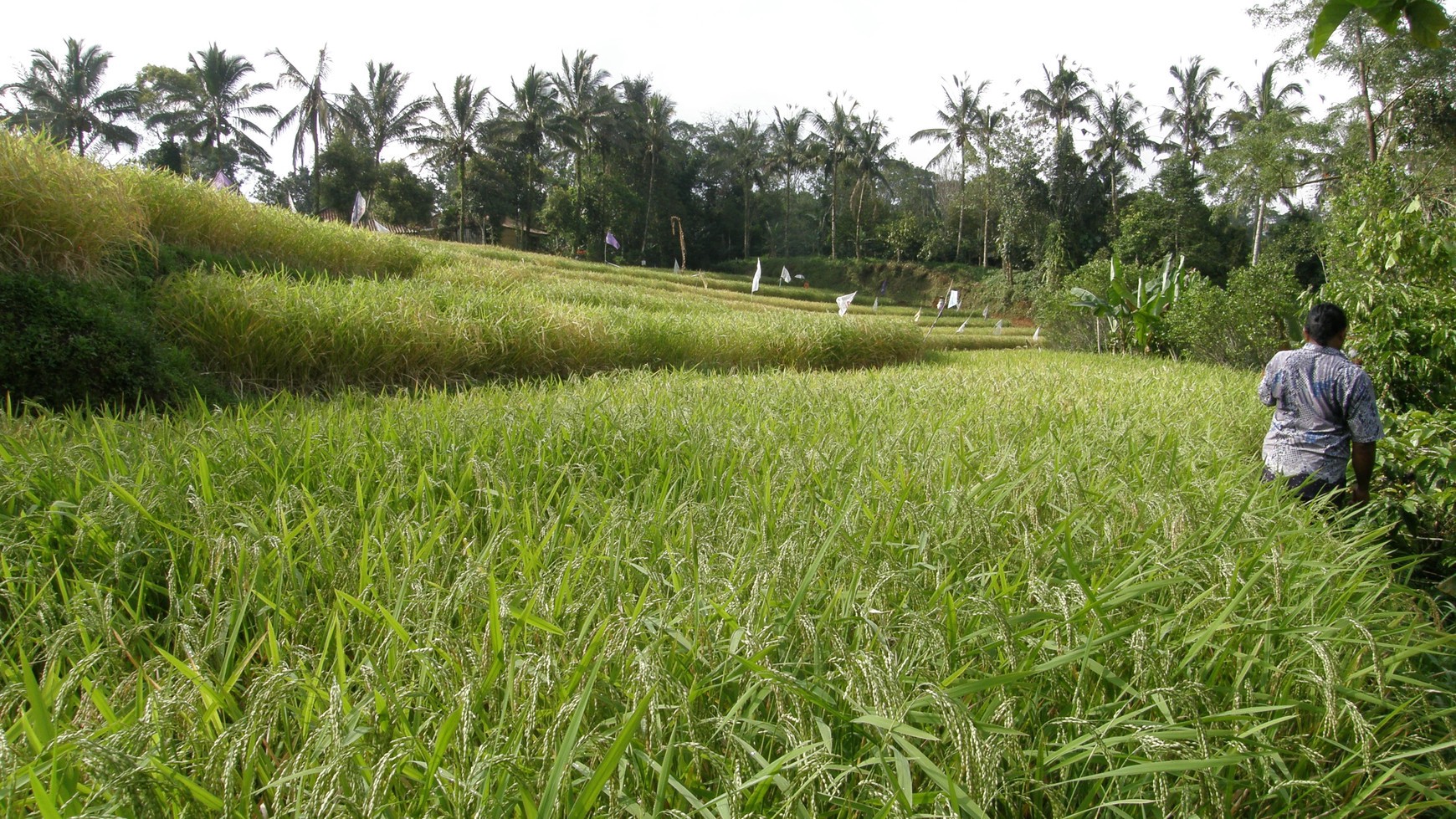 Absolute Natural Set 7450 Sqm Freehold Land in Sanda Tabanan Bali