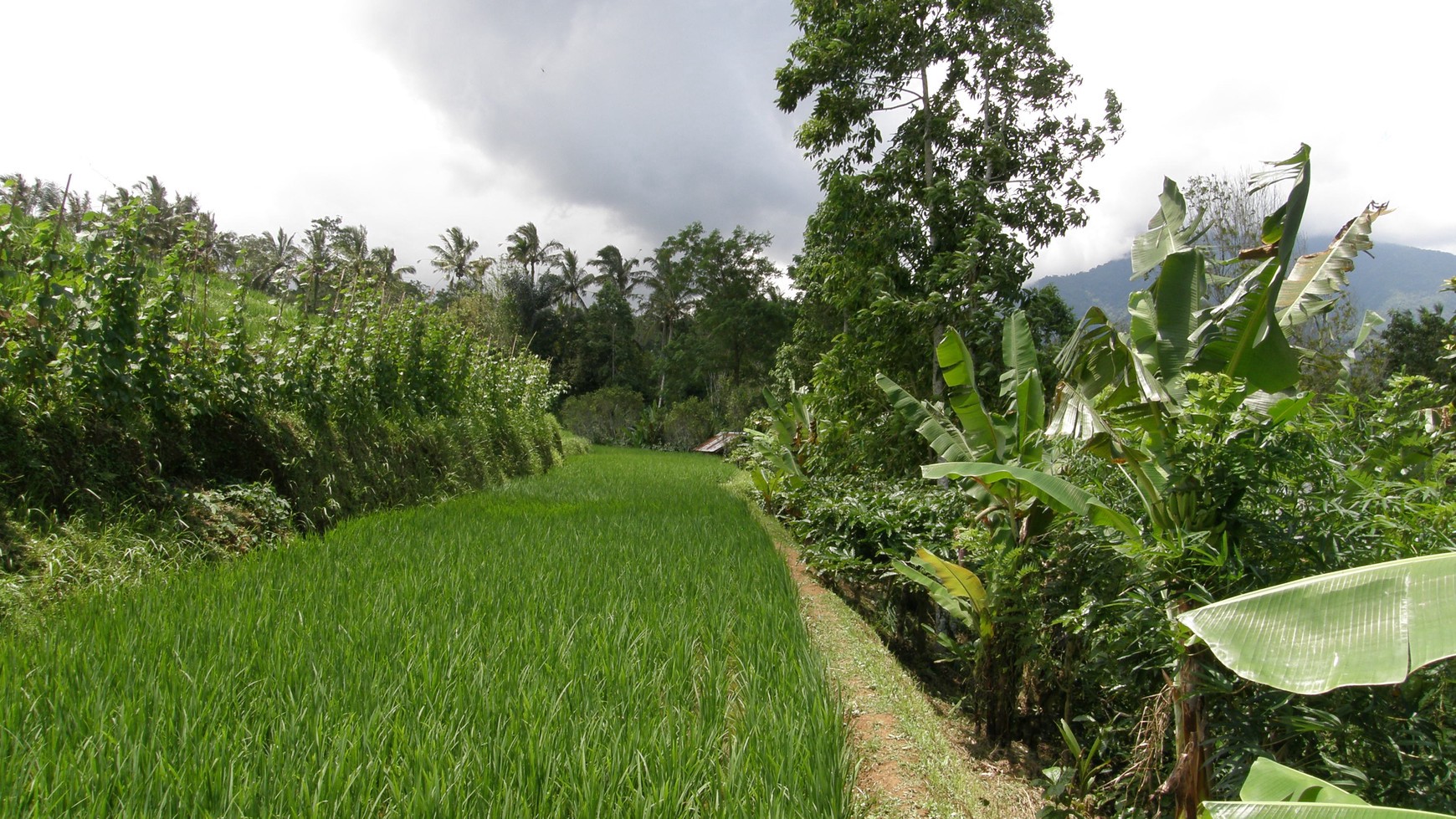 Absolute Natural Set 7450 Sqm Freehold Land in Sanda Tabanan Bali