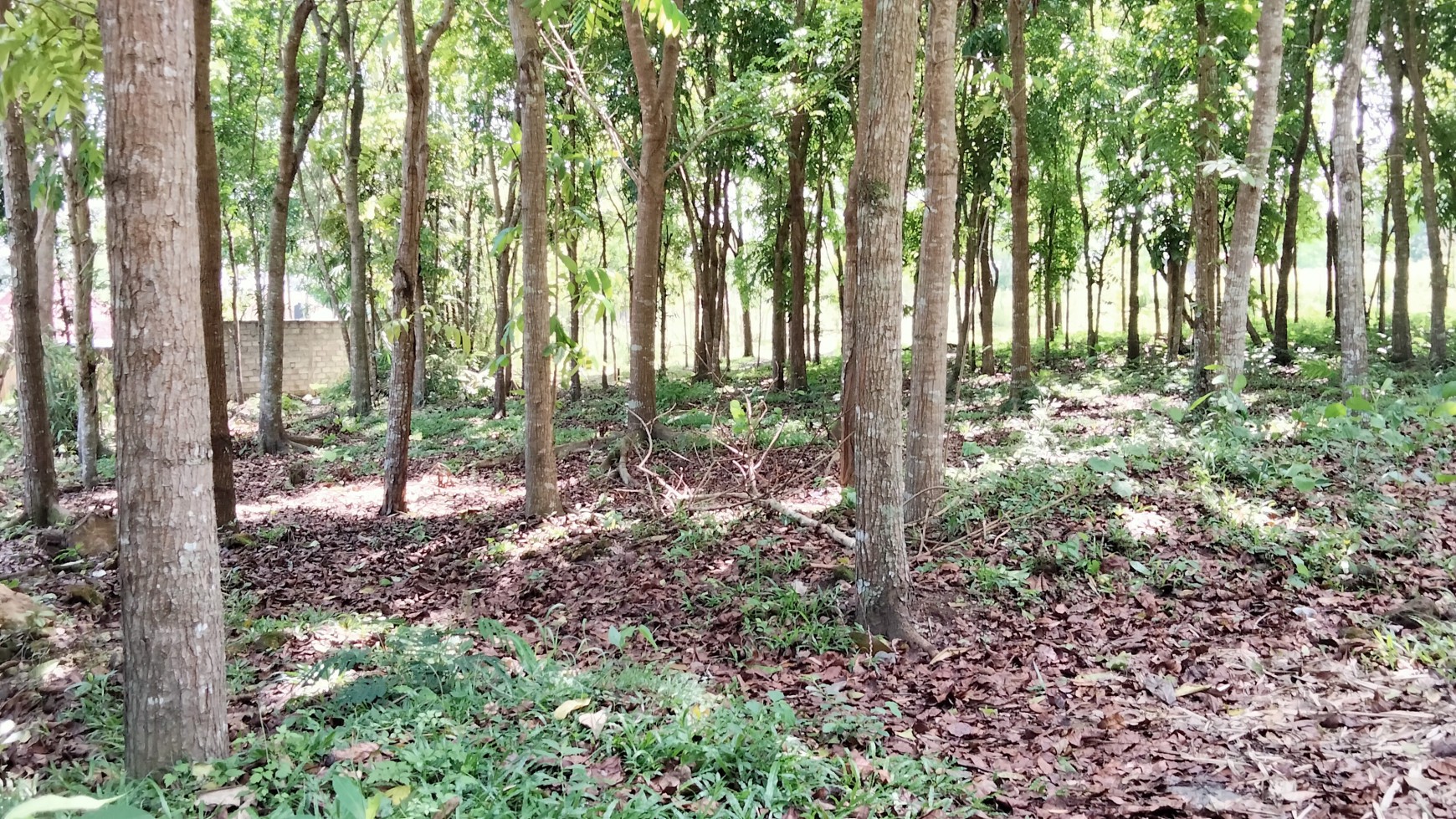 Tanah Pekarangan dekat jl boyong di kaliurang pakem sleman yogyakarta