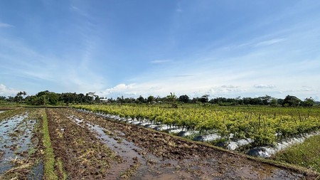 Miliki Tanah Sawah 579 Meter Persegi Lokasi Minggir Sleman