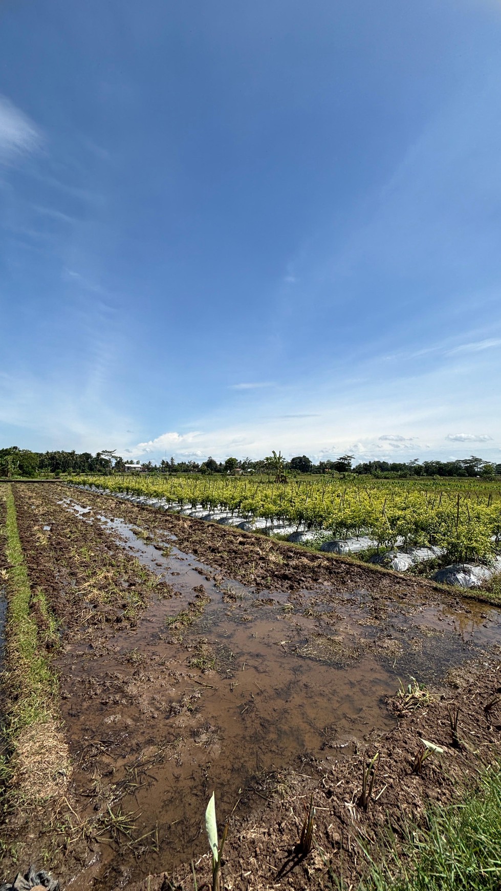 Miliki Tanah Sawah 579 Meter Persegi Lokasi Minggir Sleman