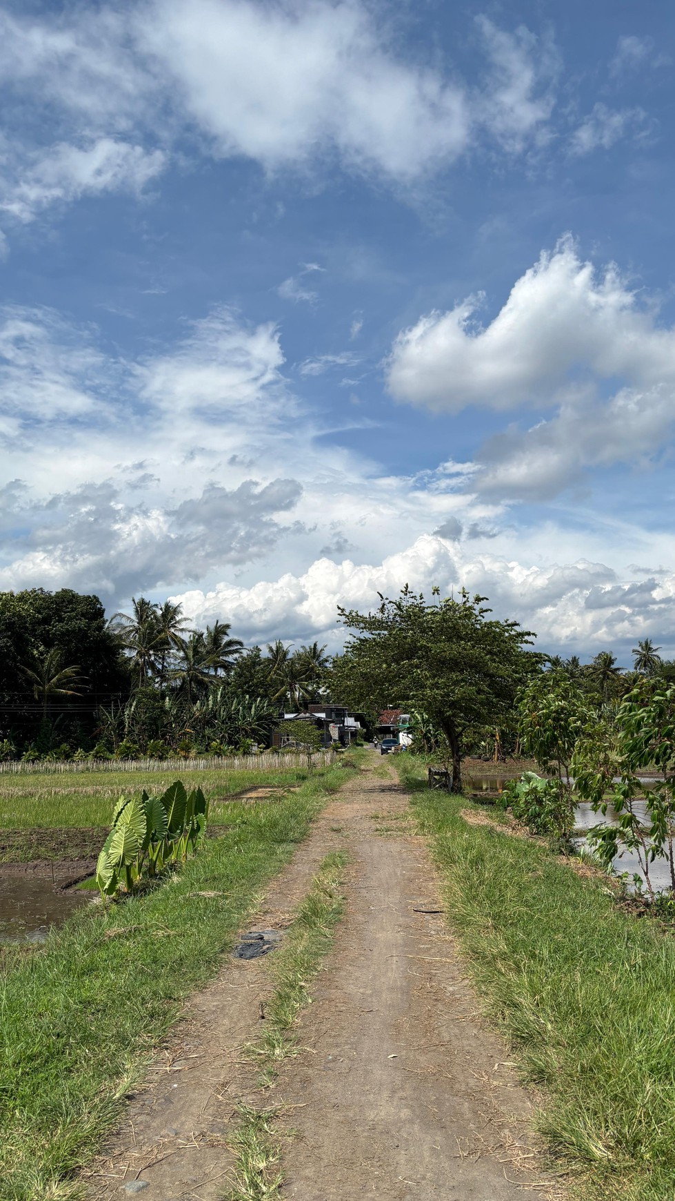 Miliki Tanah Sawah 579 Meter Persegi Lokasi Minggir Sleman