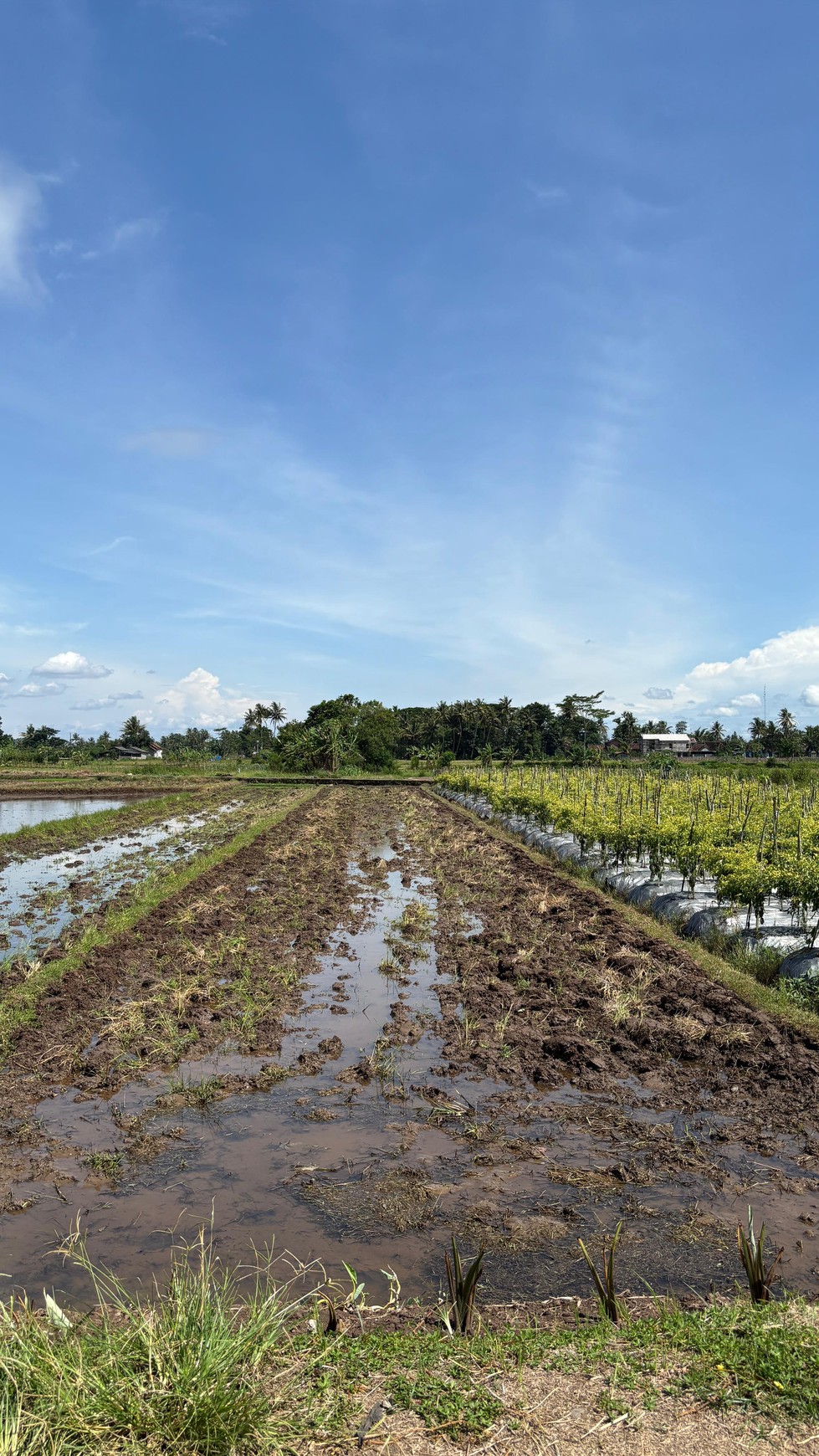 Miliki Tanah Sawah 579 Meter Persegi Lokasi Minggir Sleman