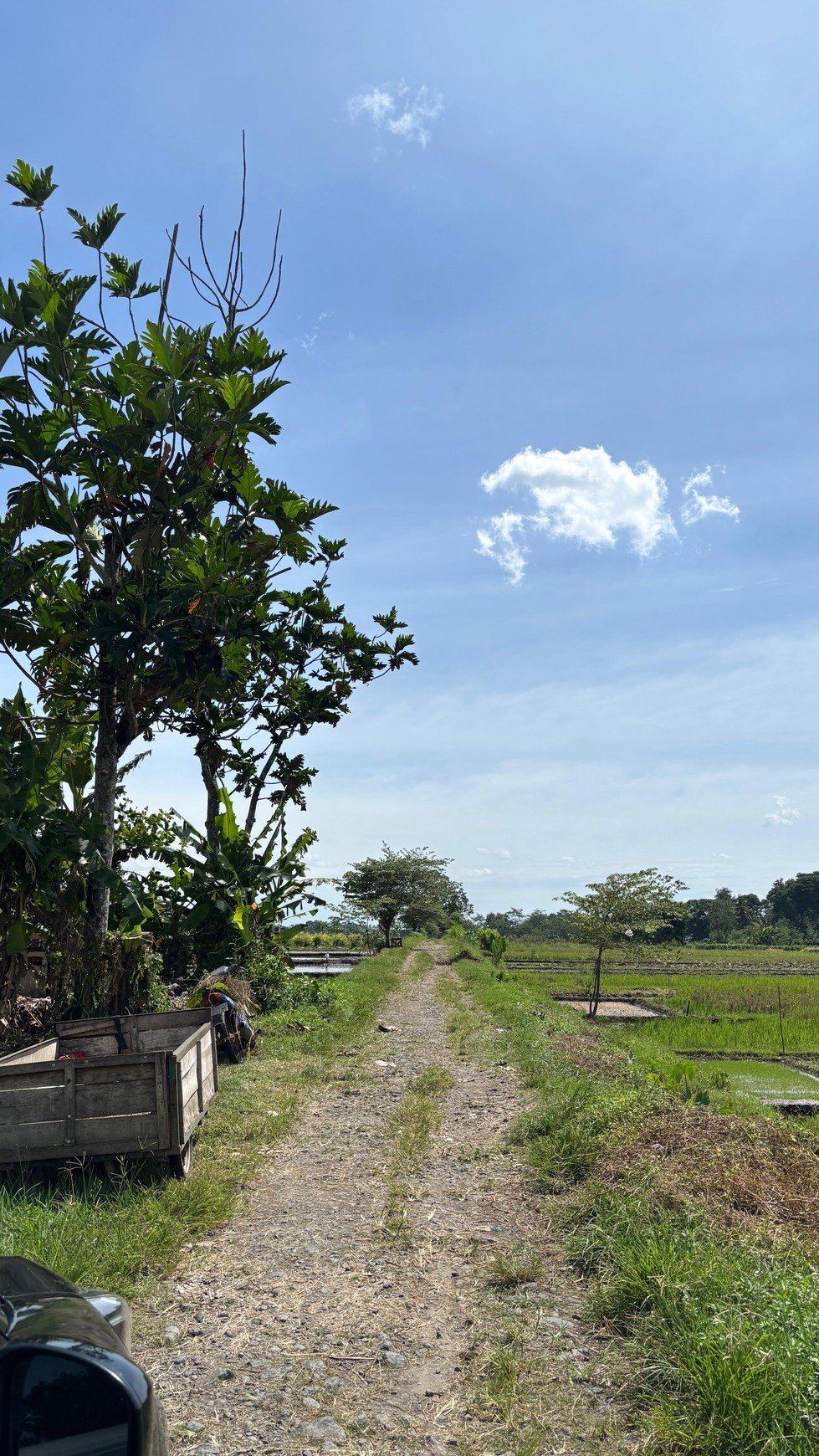 Miliki Tanah Sawah 579 Meter Persegi Lokasi Minggir Sleman