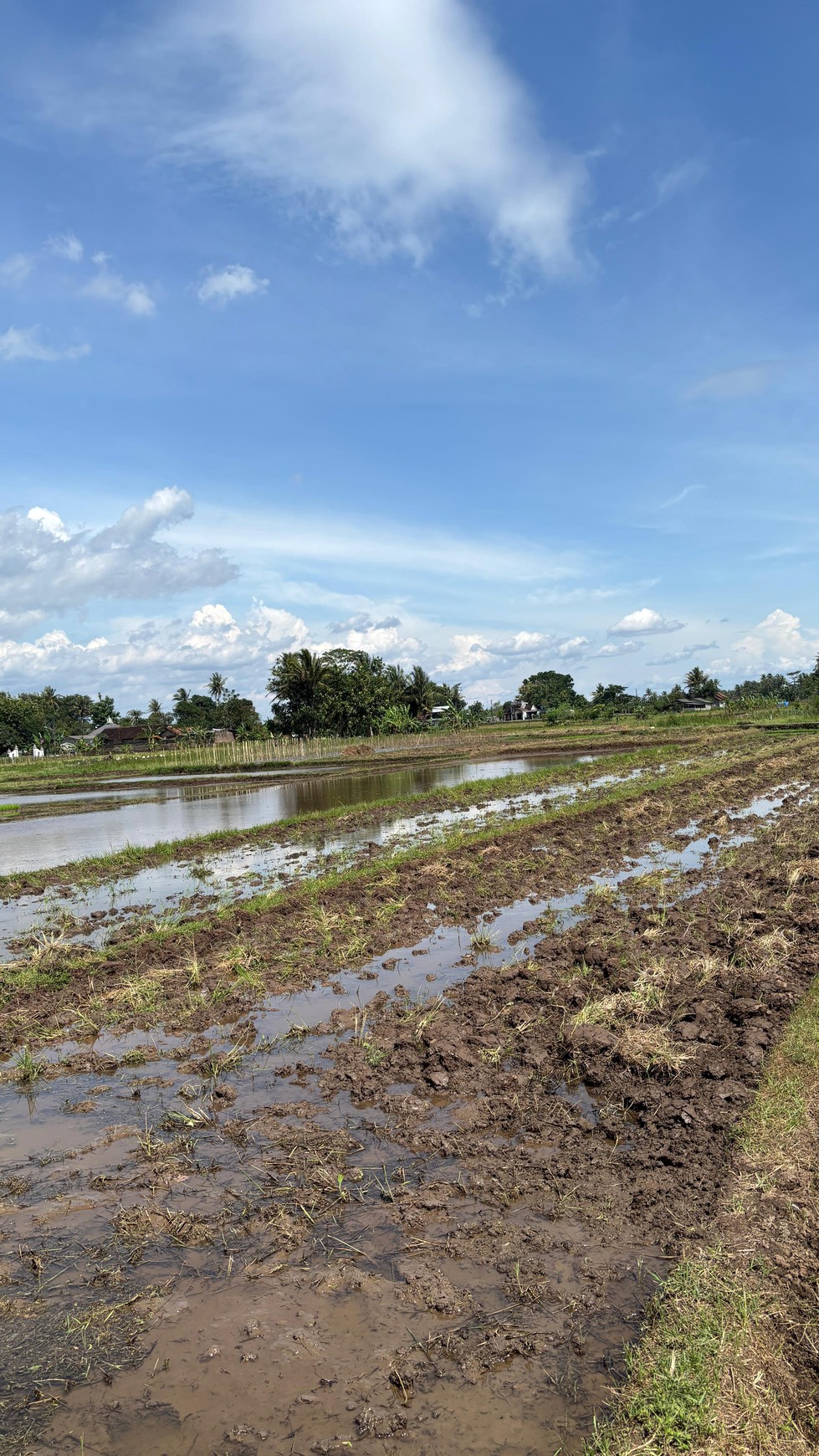 Miliki Tanah Sawah 579 Meter Persegi Lokasi Minggir Sleman