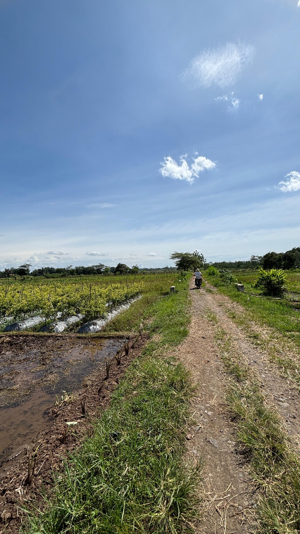 Miliki Tanah Sawah 579 Meter Persegi Lokasi Minggir Sleman