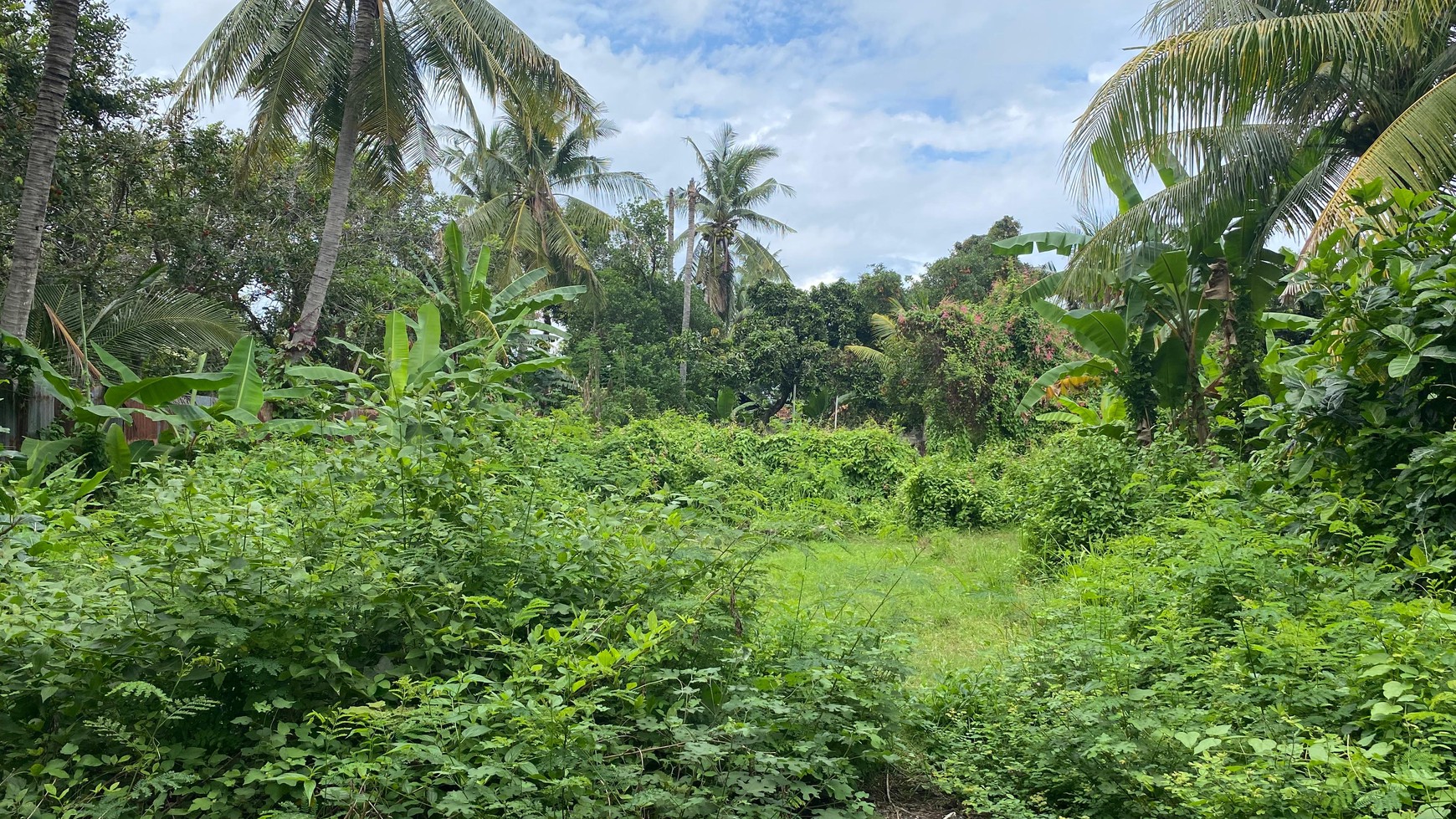 Budget Friendly - Expansive Land Opportunity Close To Lovina