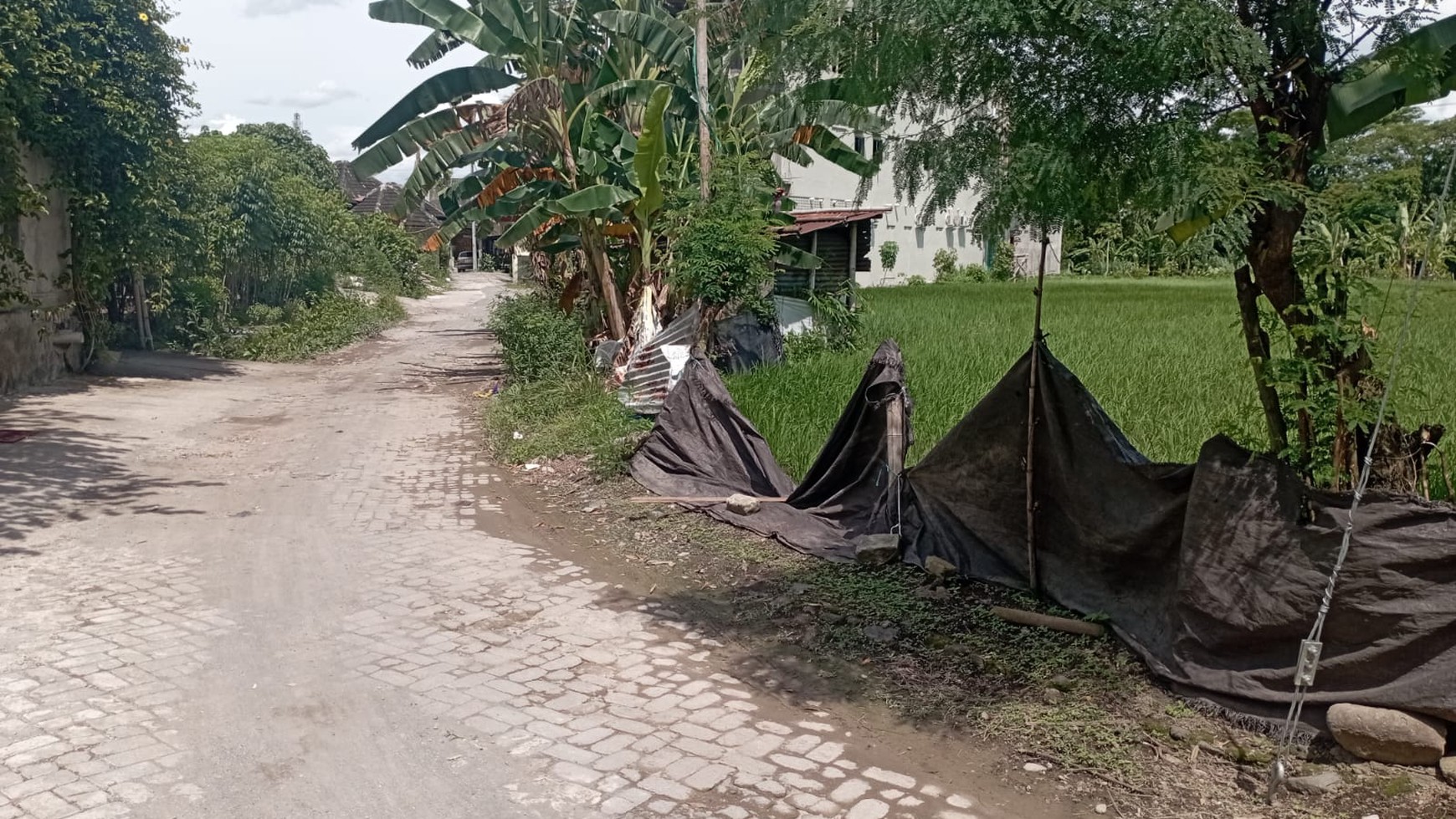 Tanah Sawah Luas 854 Meter Persegi Di Dekat Jl Kaliurang Km 8 Ngaglik Sleman