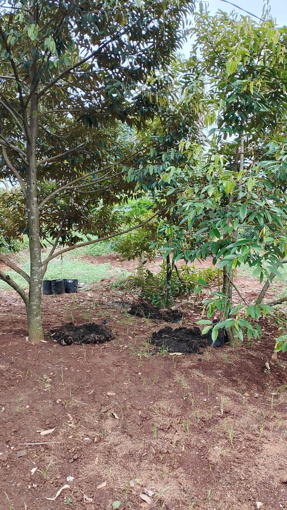 Lahan Perkebunan cocok untuk Perumahan di Mekarsari Rumpin Bogor