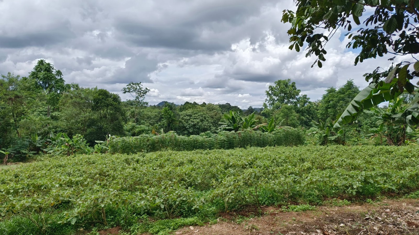 Lahan Perkebunan cocok untuk Perumahan di Mekarsari Rumpin Bogor