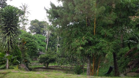 TURUN HARGA KAVLING DI JL. RAYA CIJERUK, BOGOR