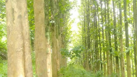 Kebun Pohon Jati 700 Batang Sudah berusia 15 Tahun di Bandung Barat 