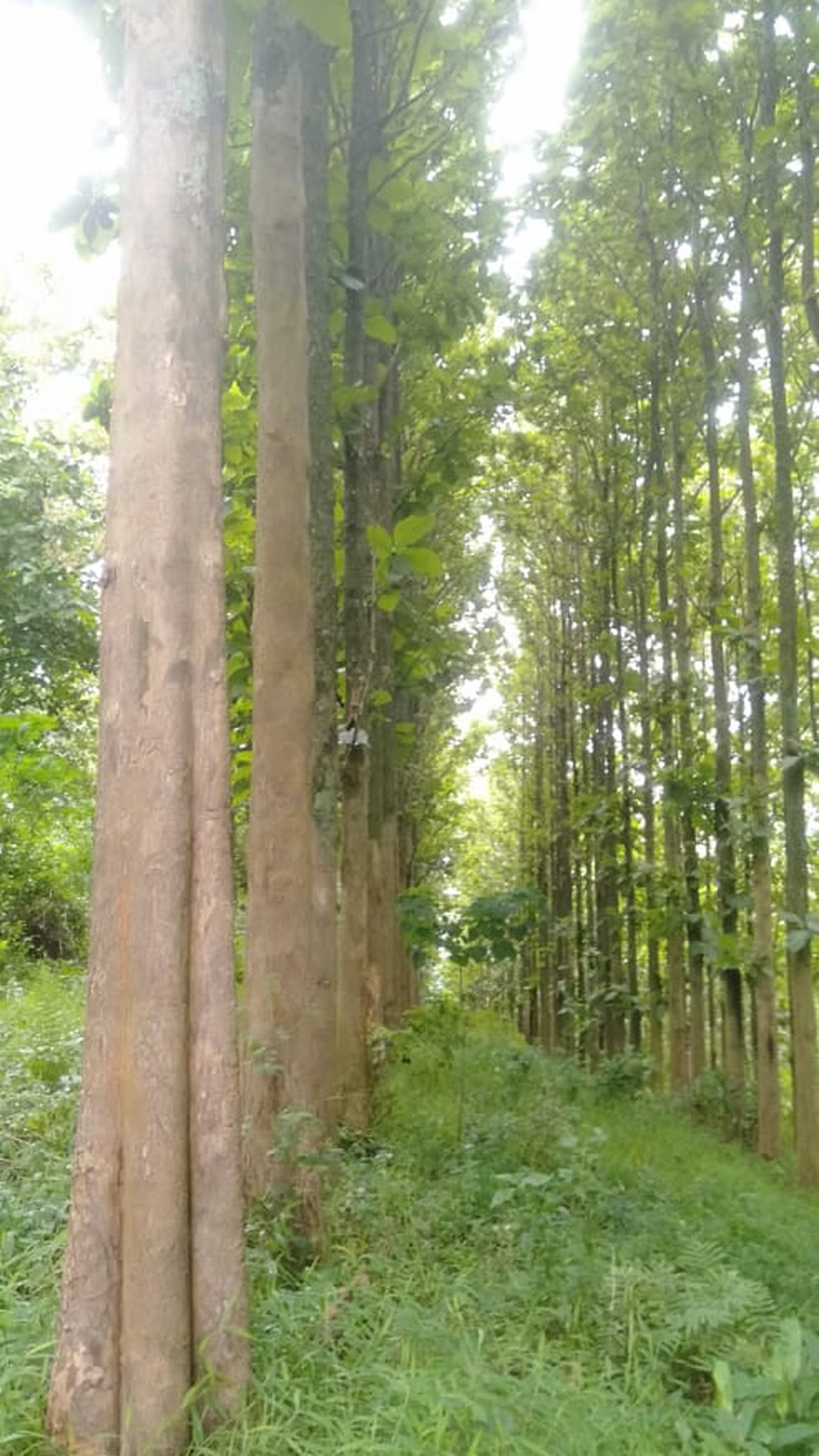 Kebun Pohon Jati 700 Batang Sudah berusia 15 Tahun di Bandung Barat 