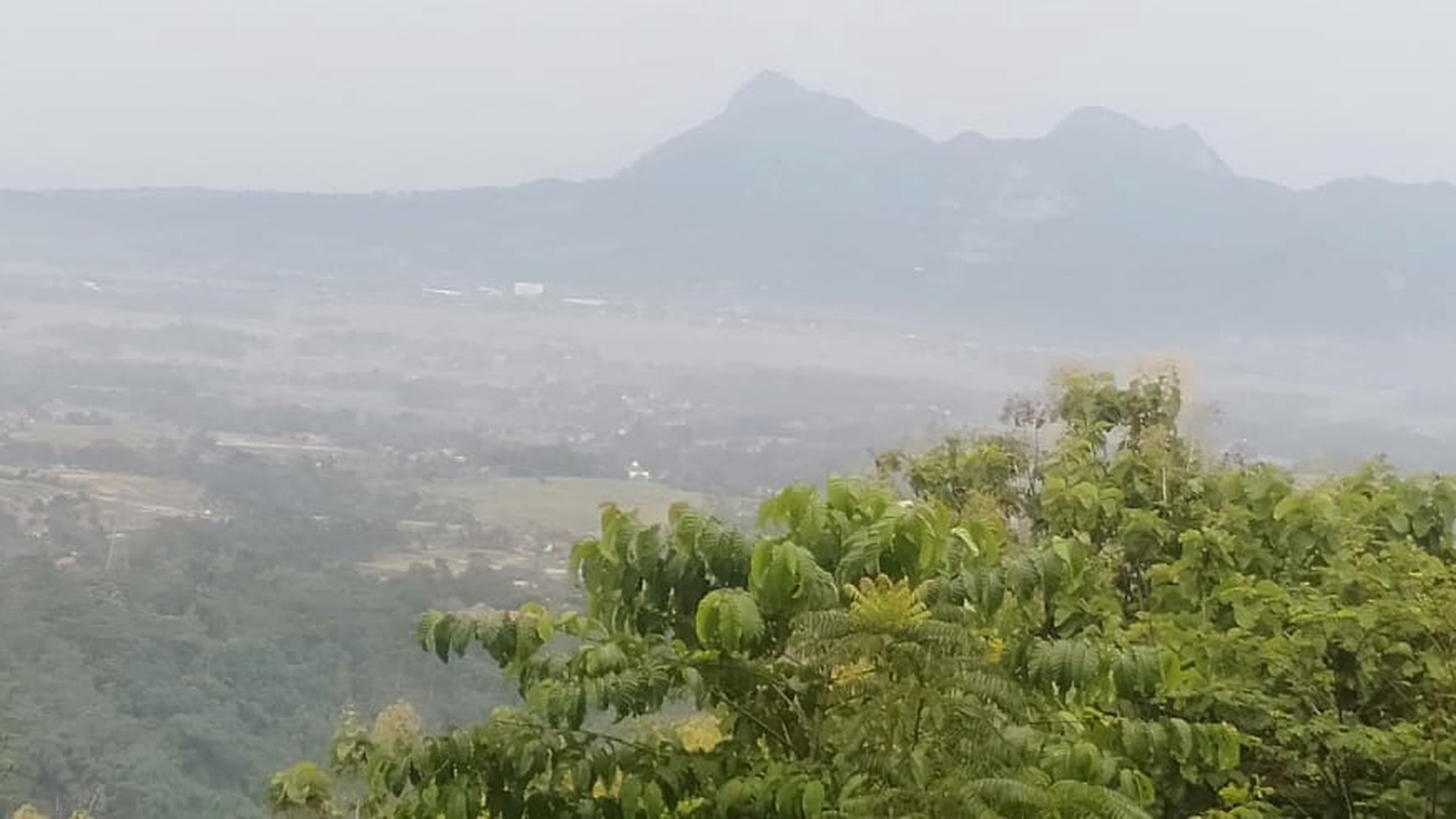 Kebun Pohon Jati 700 Batang Sudah berusia 15 Tahun di Bandung Barat 