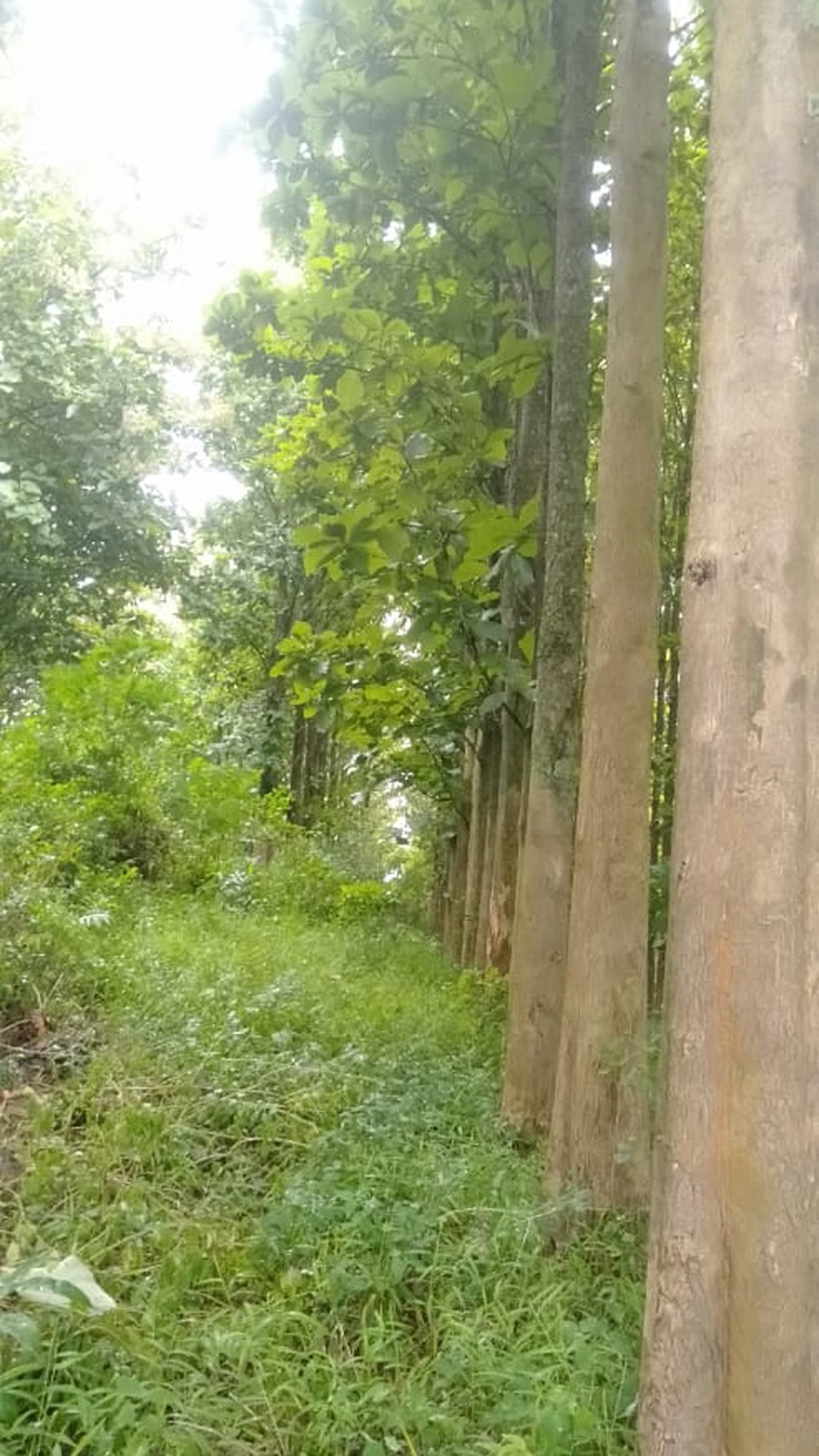 Kebun Pohon Jati 700 Batang Sudah berusia 15 Tahun di Bandung Barat 