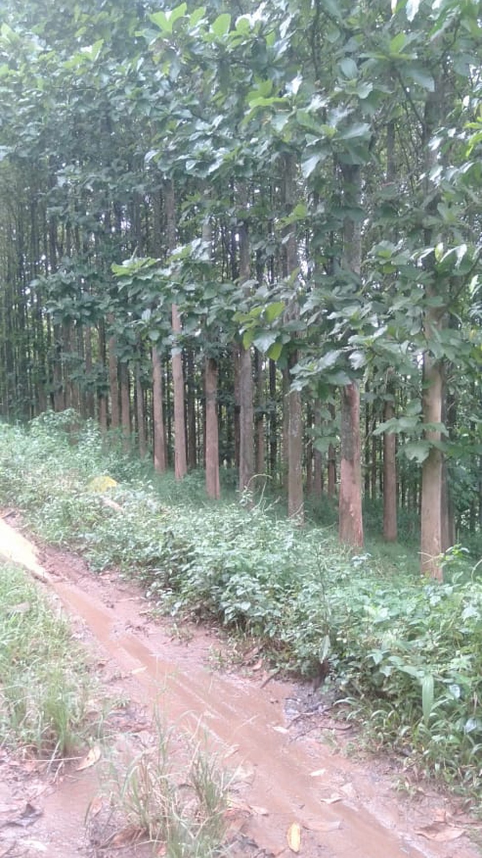 Kebun Pohon Jati 700 Batang Sudah berusia 15 Tahun di Bandung Barat 