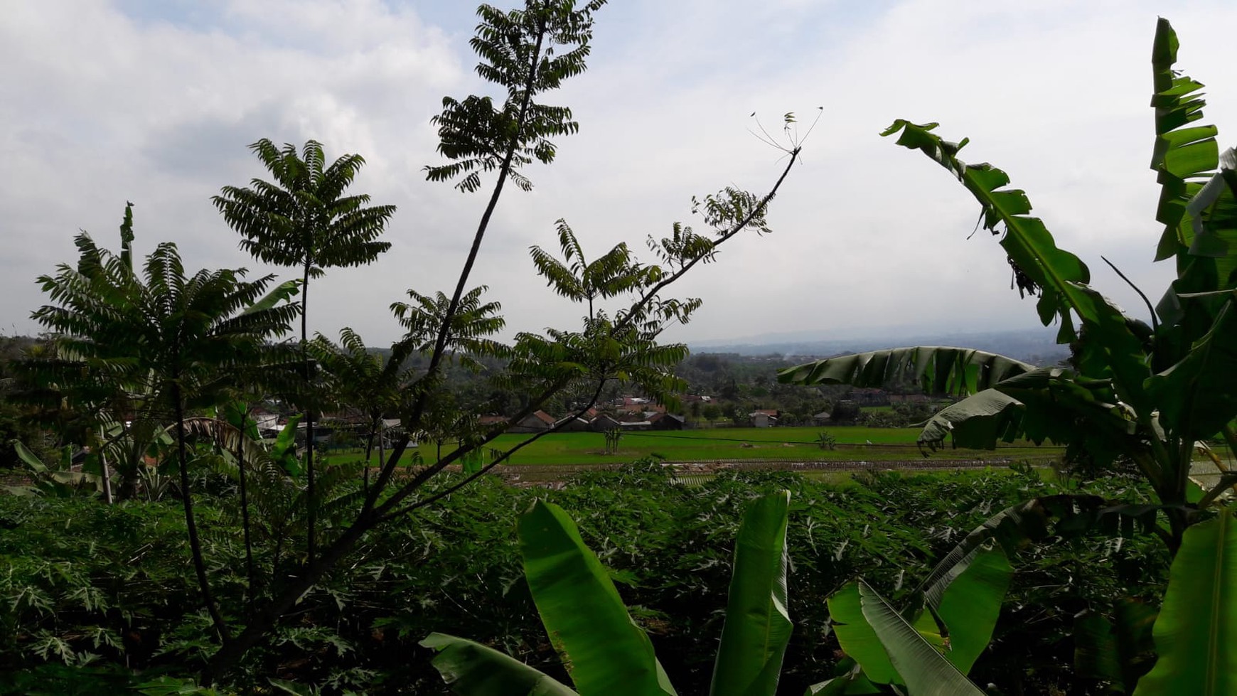 TURUN HARGA KAVLING DI JL. RAYA CIJERUK, BOGOR