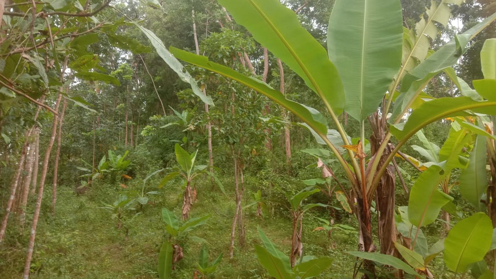 Miliki Tanah Seluas 1225 Meter Persegi Lokasi Patuk Gunung Kidul 