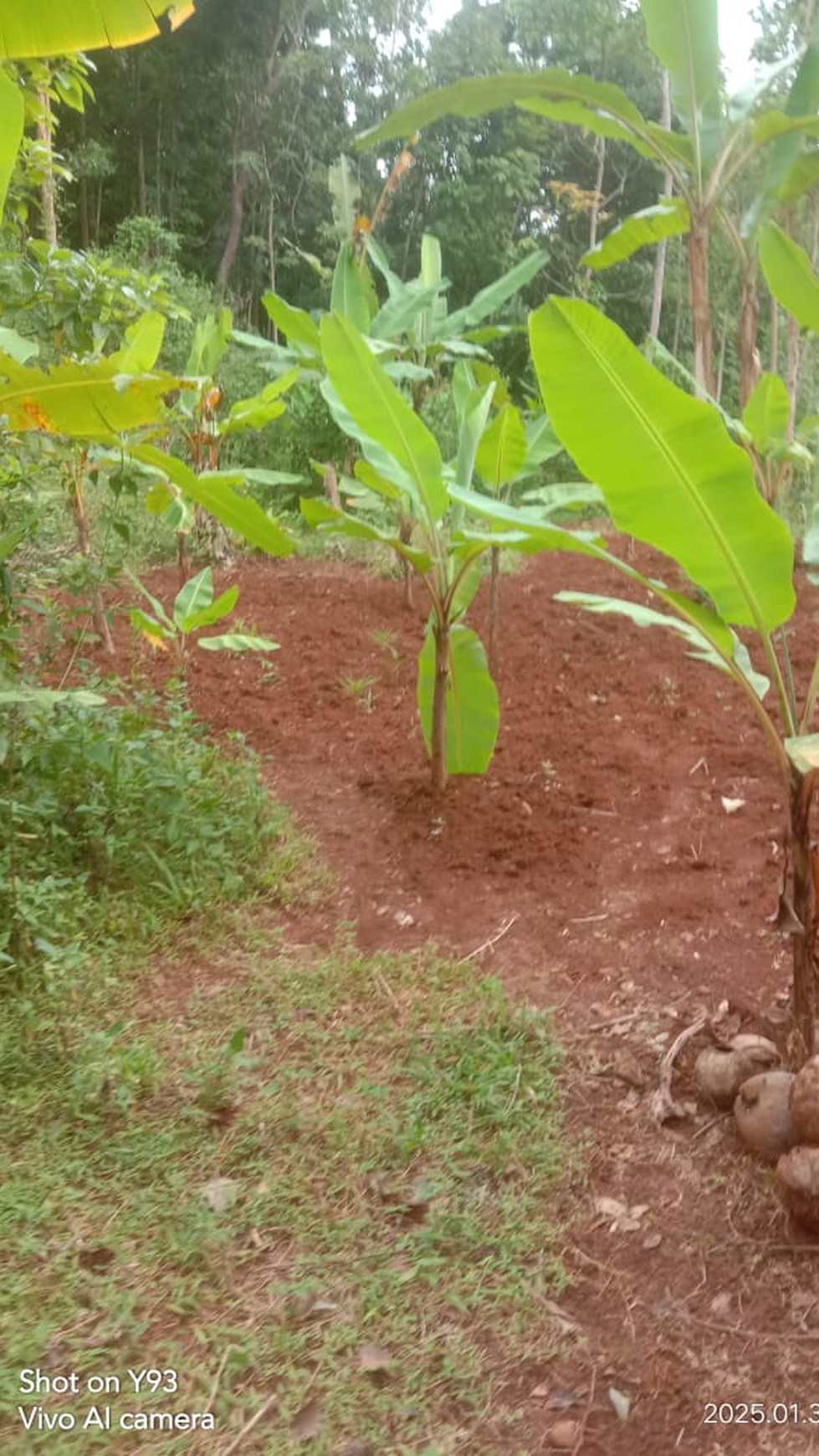 Miliki Tanah Seluas 1225 Meter Persegi Lokasi Patuk Gunung Kidul 