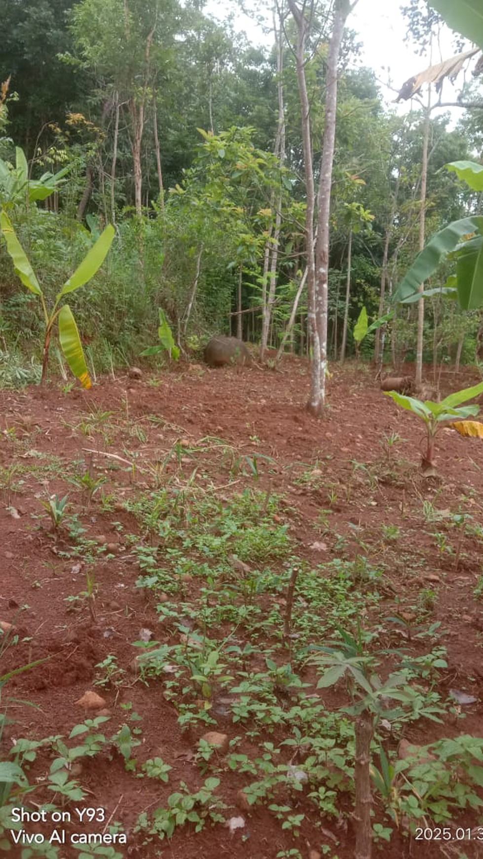 Miliki Tanah Seluas 1225 Meter Persegi Lokasi Patuk Gunung Kidul 