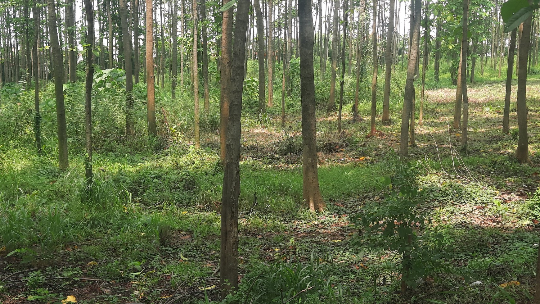 TANAH/KAVLING  PINGGIR JALAN DALAM KAWASAN PERUMAHAN DI DAERAH CIBITUNG CIKARANG BARAT