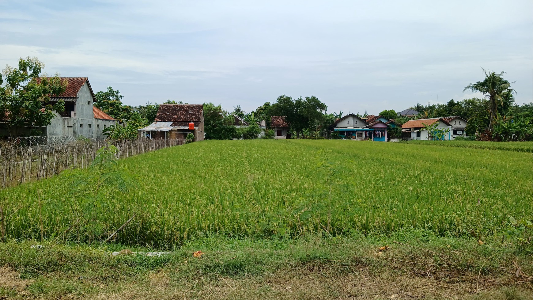 Disewakan Tanah Sawah Hook 854 Meter Persegi Lokasi Jetis Bantul