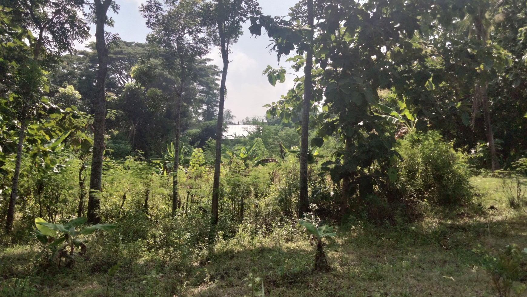 Tanah Pekarangan dengan Luas 620 Meter Persegi Lokasi Wates Kulon Progo.