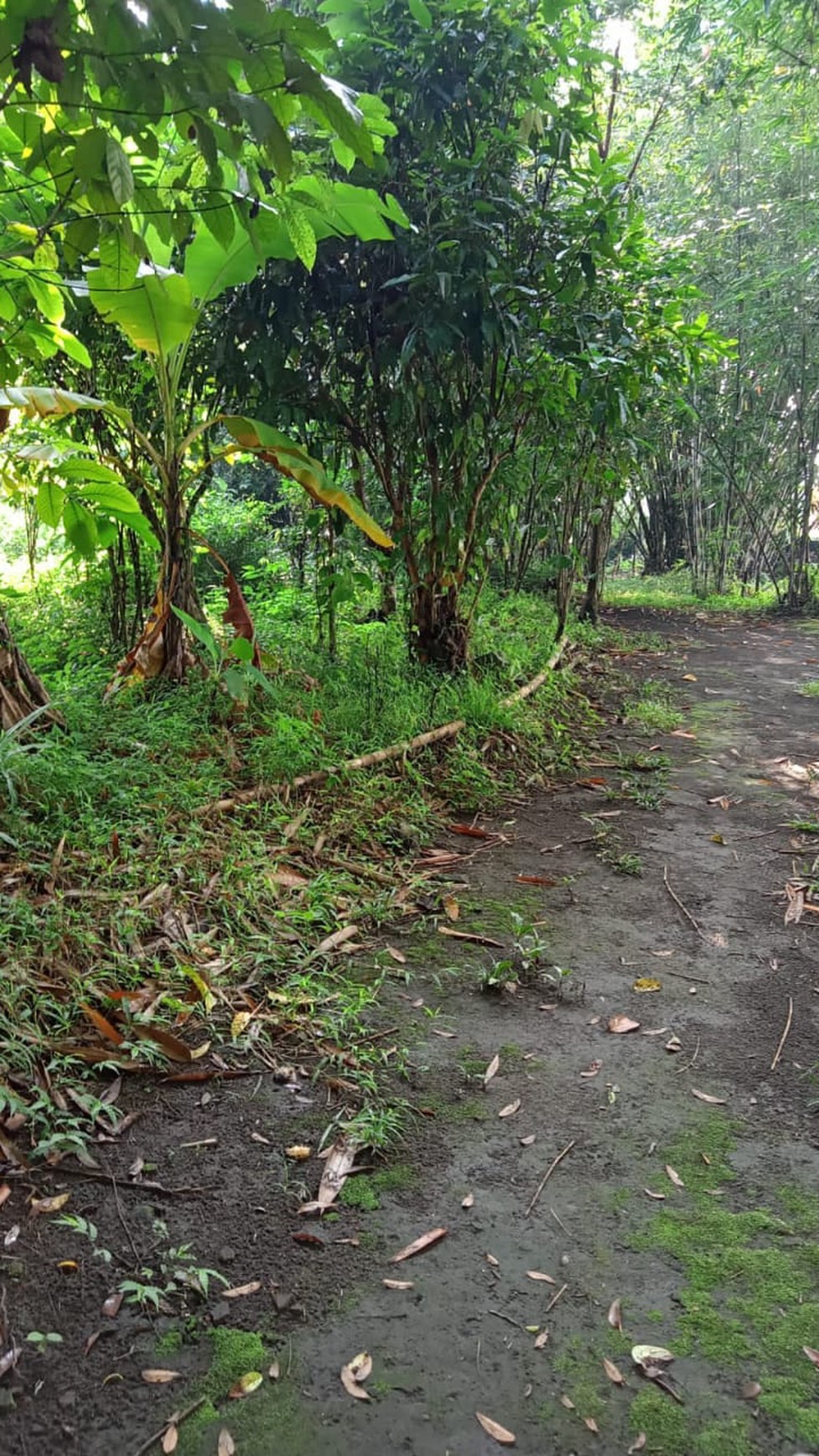 Tanah Pekarangan 1000 Meter Persegi Dekat Pasar Rejodani Sariharjo Ngaglik Sleman