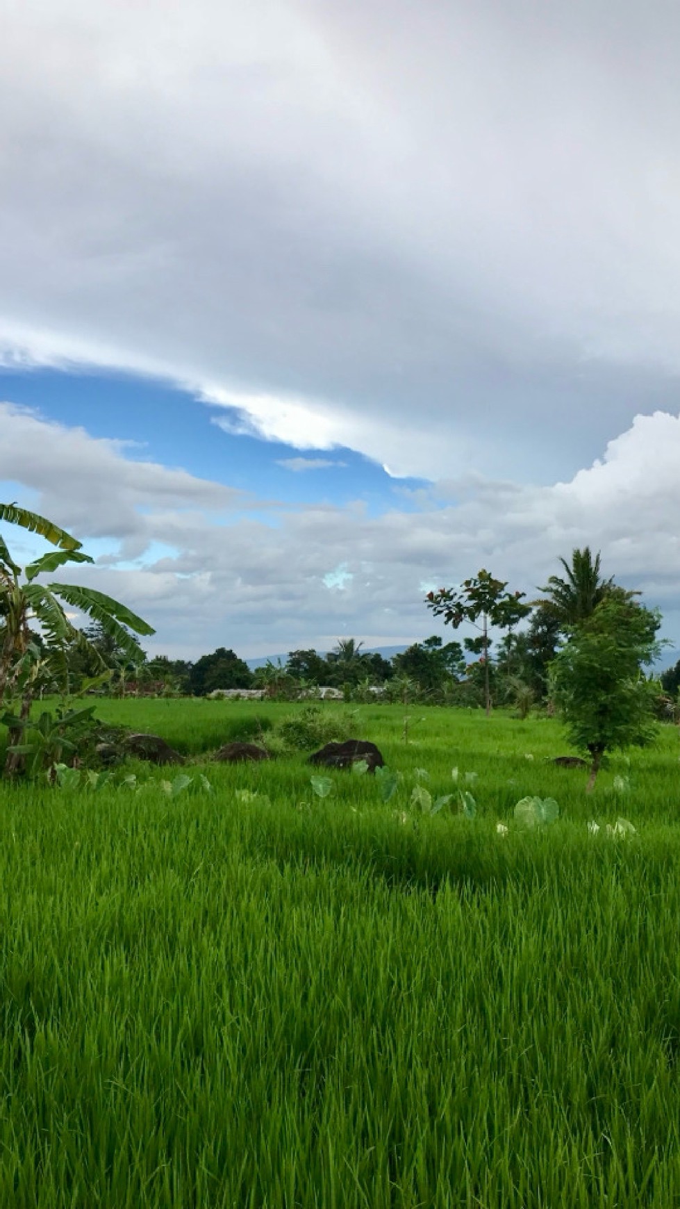 Tanah 1 Hektar di Cijeruk Bogor Cocok Untuk Villa atau Hunian