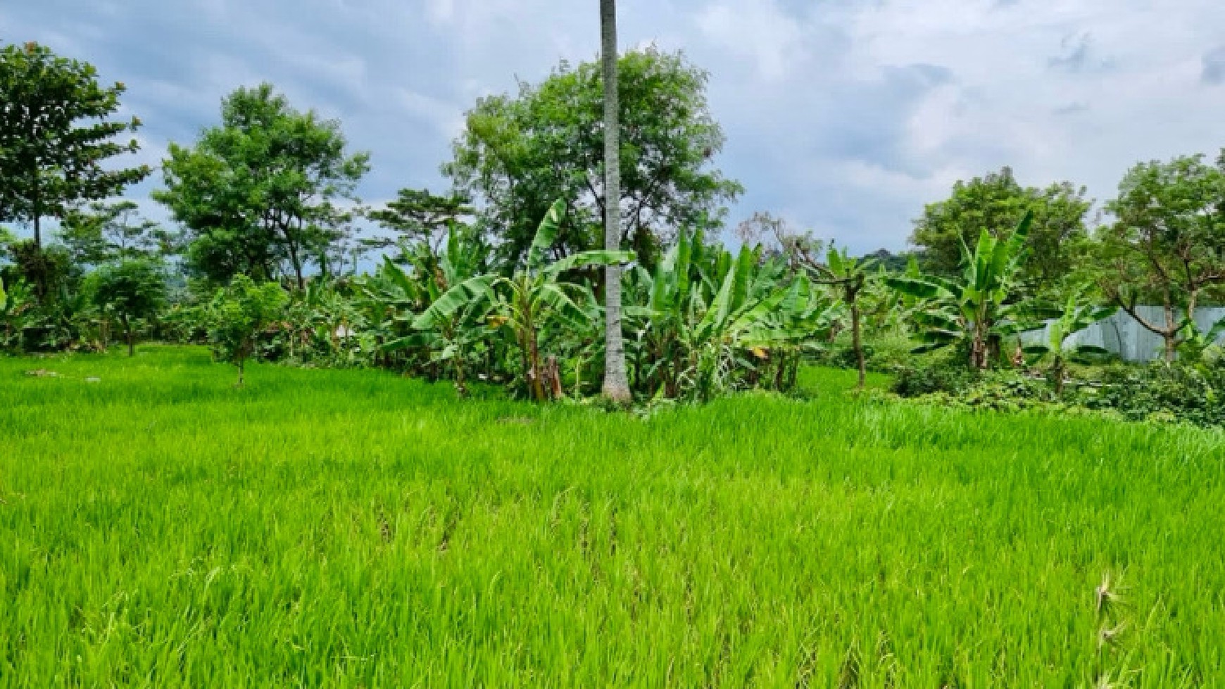 Tanah 1 Hektar di Cijeruk Bogor Cocok Untuk Villa atau Hunian