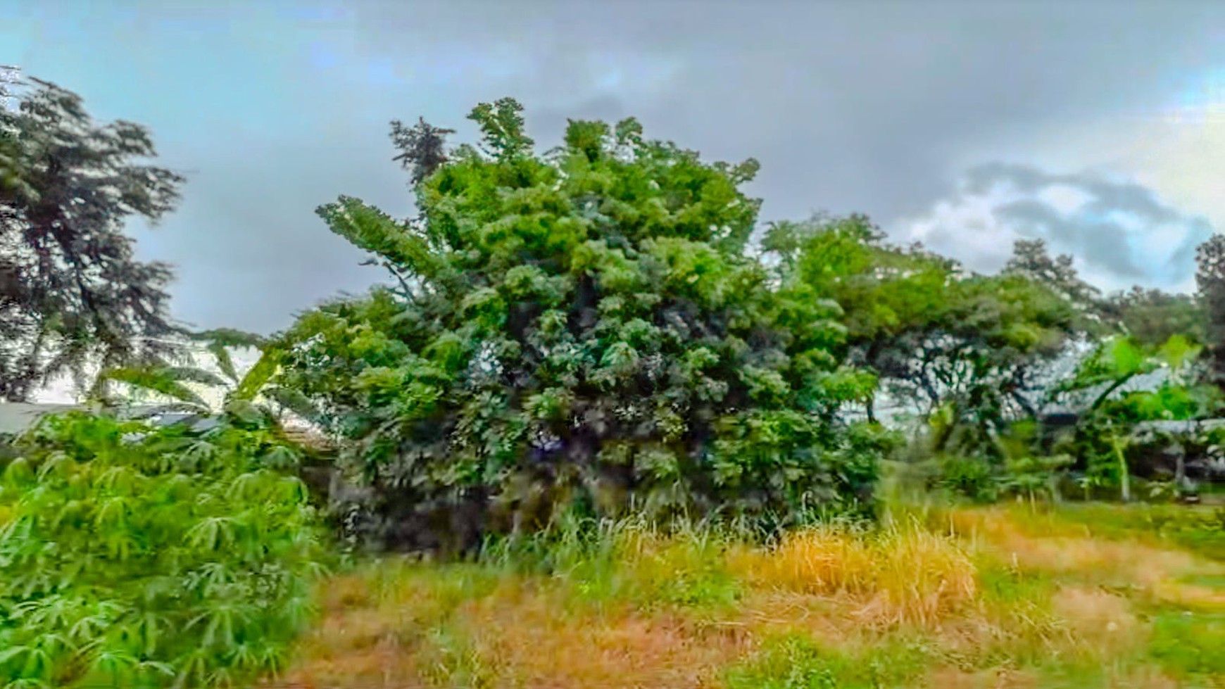 Tanah 1,3 Ha Mauk Sepatan Tangerang, dekat Daan Mogot Cengkareng 