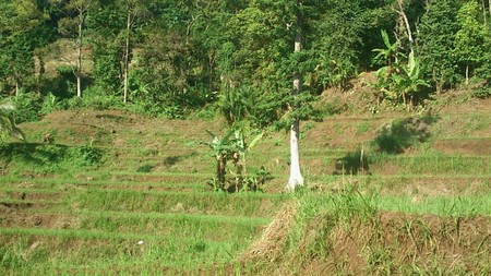 Lahan Bagus 5 Ha SHM di Lebak Banten ada Air Terjun, Duren dll