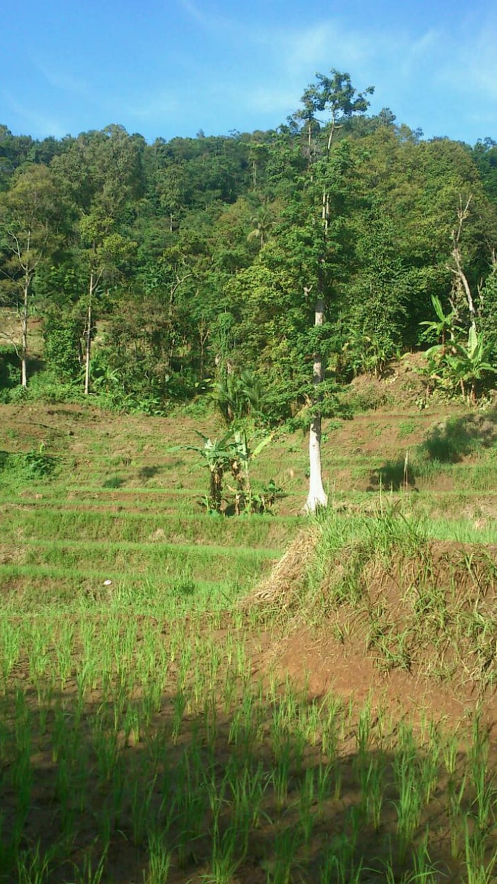 Lahan Bagus 5 Ha SHM di Lebak Banten ada Air Terjun, Duren dll